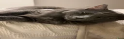 Nebelung cats for sale: KITTENS ON THE WAY in Stourbridge - Advert 1