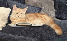 Maine Coon cats for sale: Perfect red cream boy  - Image 6