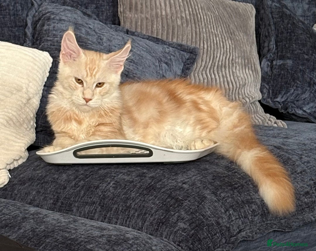 Maine Coon cats for sale: Perfect red cream boy  - Image 6