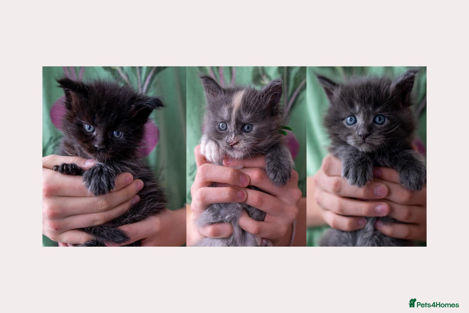 Maine Coon cats Tica Stunning Maine Coon Kittens XL Bloodlines - Advert 14