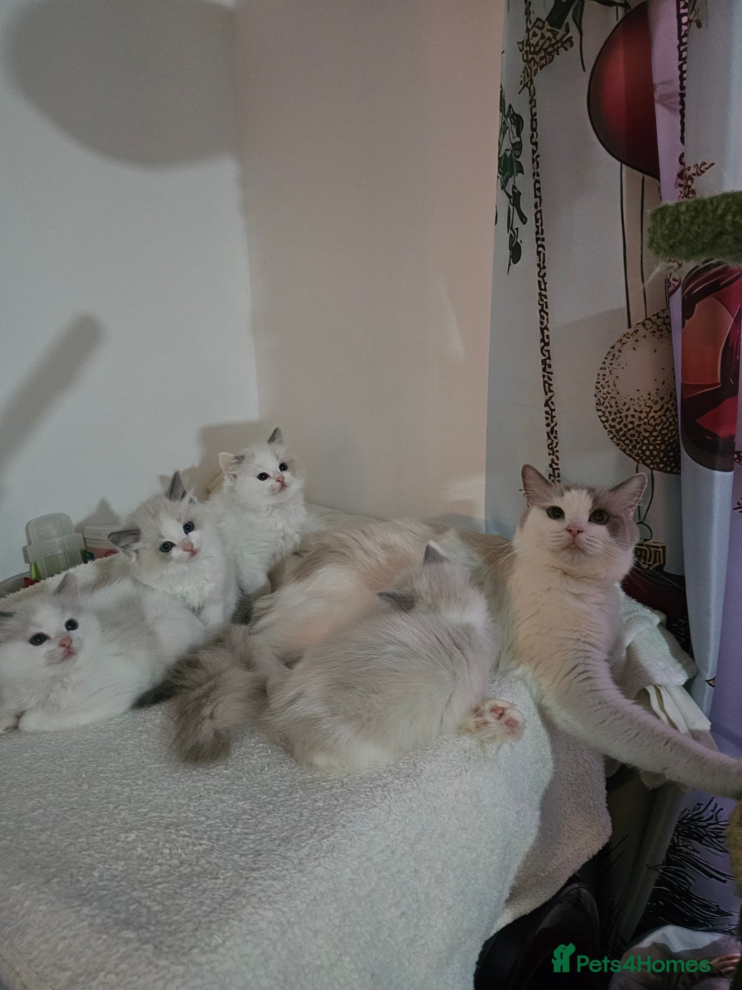 Ragdoll cats for sale: 🐱Kittens Ragdoll Bicolor. 3 Boys and 2 Girls  - Advert 6