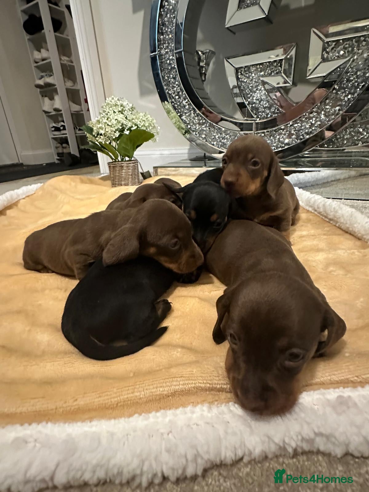 Miniature Dachshund dogs Beautiful Mini Dachshund Puppies 🐶🐾 - Advert 2