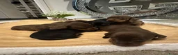 Miniature Dachshund dogs for sale: Beautiful Mini Dachshund Puppies 🐶🐾 - Advert 6