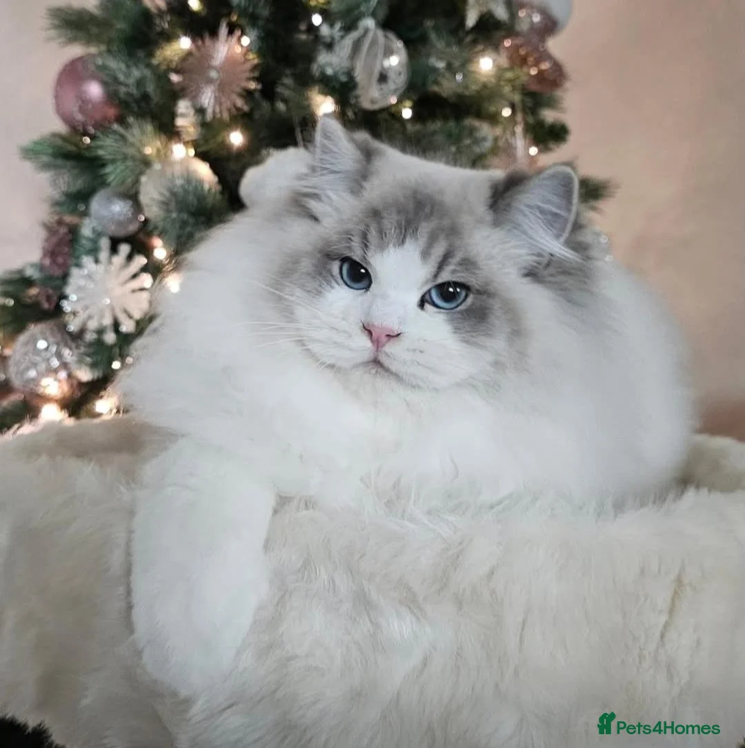 Ragdoll cats for stud: Stunning GCCF ACTIVE registered stud  - Advert 2