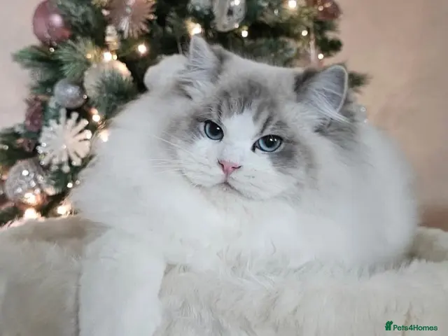 Ragdoll cats for stud: Stunning GCCF ACTIVE registered stud - Advert 2