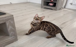 Bengal cats for sale: Stunning full pedigree bengal kittens  - Image 30