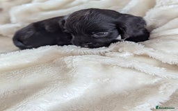 Cocker Spaniel dogs for sale: Beautiful black working cocker spaniel puppies  - Image 10