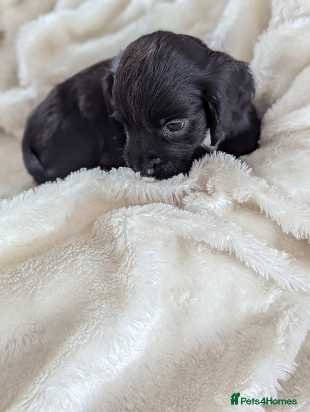 Cocker Spaniel dogs for sale: Beautiful black working cocker spaniel puppies  - Image 10
