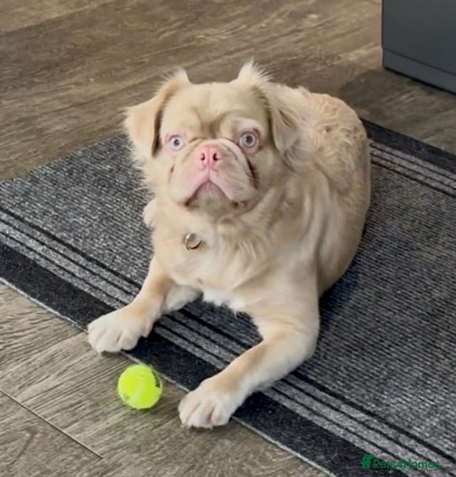 French Bulldog dogs Fluffy Frenchie seeking forever home  - Advert 3