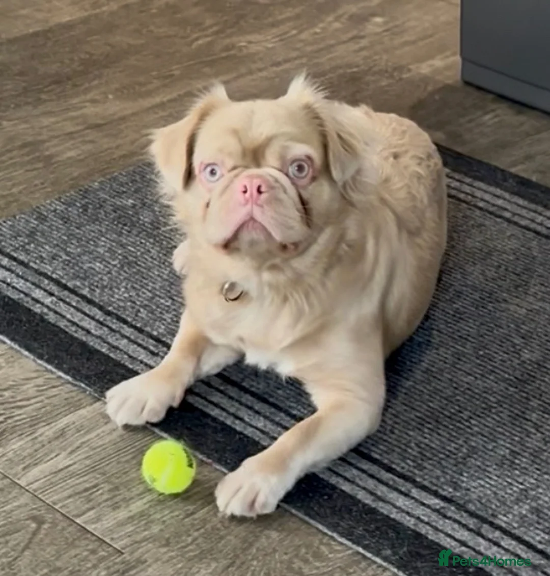 French Bulldog dogs for sale: Fluffy Frenchie seeking forever home  - Advert 1