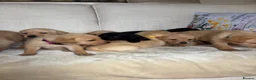 Labrador Retriever dogs for sale: DNA tested KC reg Labrador puppies - Advert 19