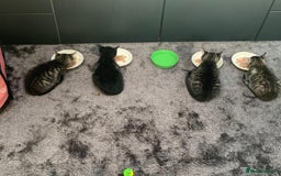 Siberian cats for sale: 🩷 Siberian x British Shorthair Kittens 🐱  - Image 29