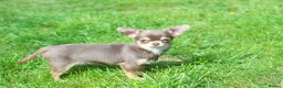 Chihuahua dogs for sale: Extremely Small Lilac and tan chihuahua girl  - Advert 1