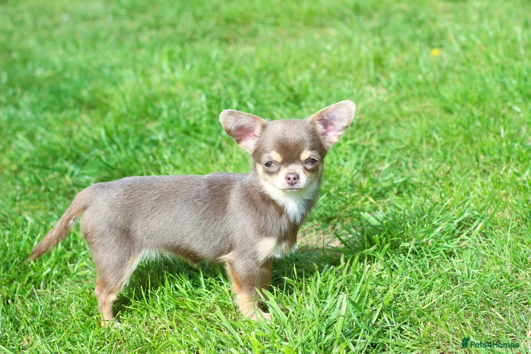 Chihuahua dogs for sale: Extremely Small Lilac and tan chihuahua girl  - Advert 1