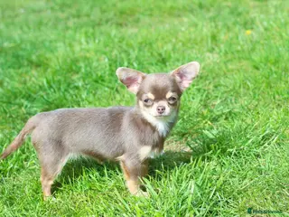 Chihuahua dogs for sale: Extremely Small Lilac and tan chihuahua girl - Advert 1