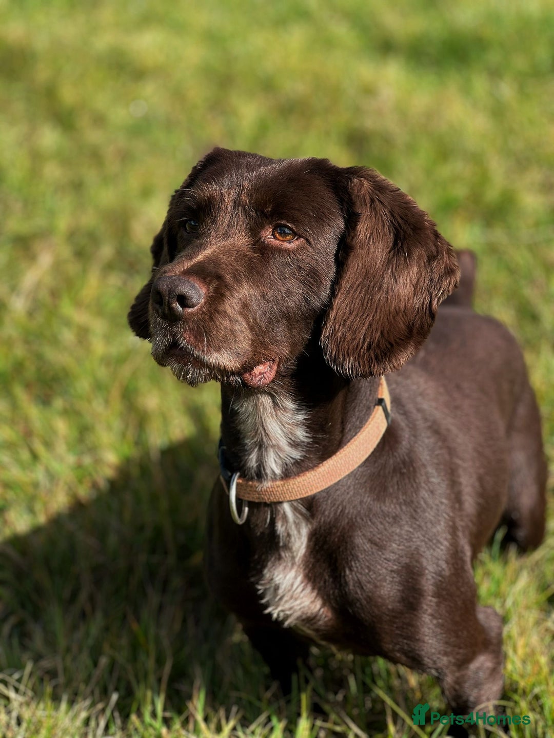 Cocker Spaniel dogs for sale: Mac - searching for a forever family  - Advert 4