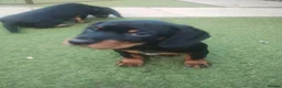 Cockerdor dogs for sale: Stunning, Healthy Puppies, Ready Now. - Advert 8