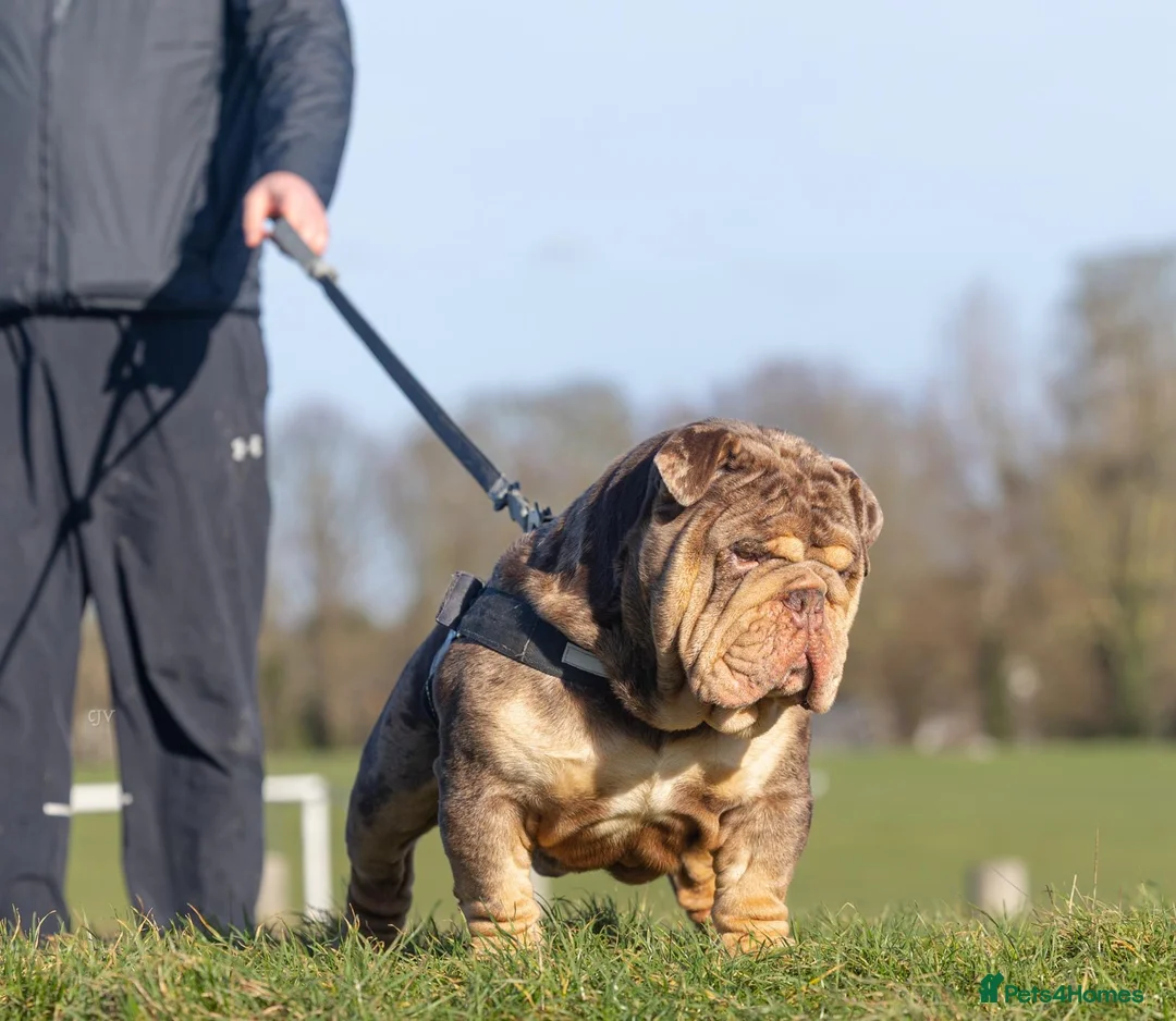 English Bulldog dogs for stud: Mr. Emperor 🍫 - Advert 2