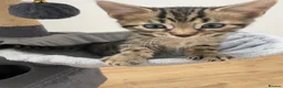 Bengal cats for sale: Bengal X Ready NOW - Advert 13