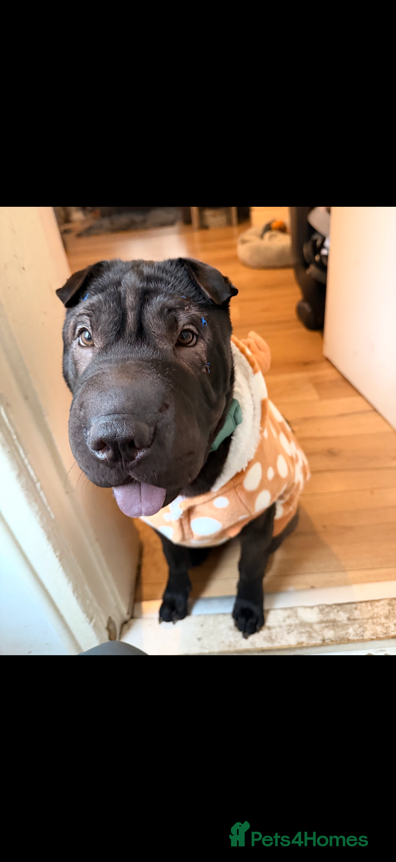 Shar Pei dogs Shar pei for sale.  - Advert 1