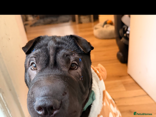 Shar Pei dogs Shar pei for sale. - Advert 1