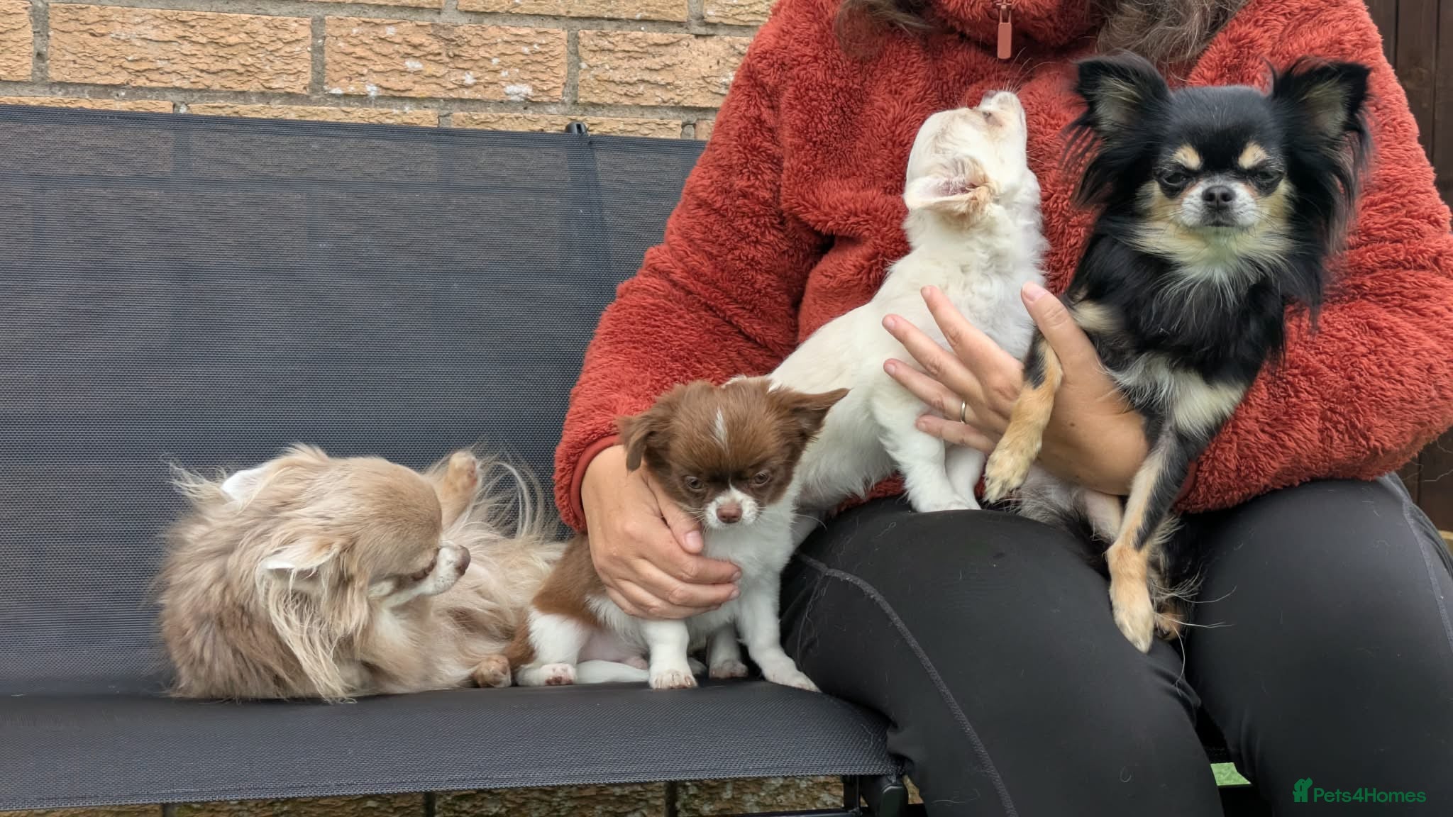 Chihuahua dogs Chihuahuas READY NOW - Advert 2