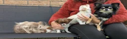 Chihuahua dogs for sale: Chihuahuas READY NOW - Advert 2