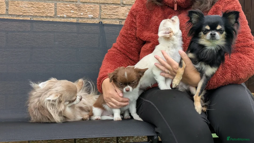 Chihuahua dogs for sale: Chihuahuas READY NOW - Advert 2