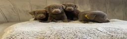 Labrador Retriever dogs for sale: Stunning silver Labradors ready now  - Advert 23