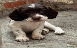 English Springer Spaniel dogs for sale: English Springer Spaniel dogs - Image 4