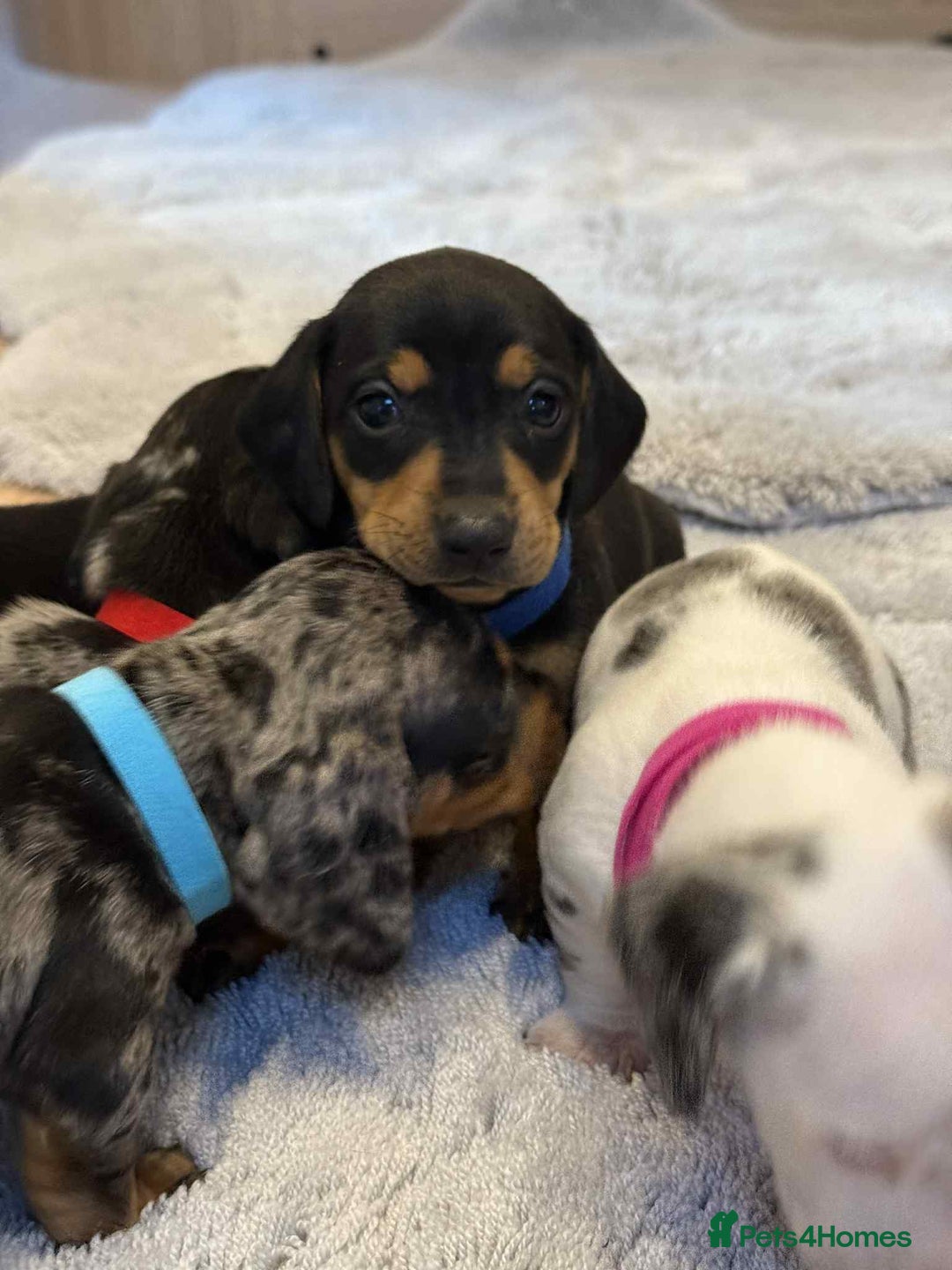 Dachshund dogs for sale: Adorable dachshund puppies ready for loving homes - Image 14