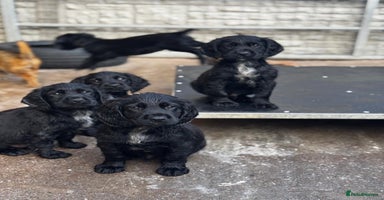 Sprocker dogs in Coalville - Advert 10