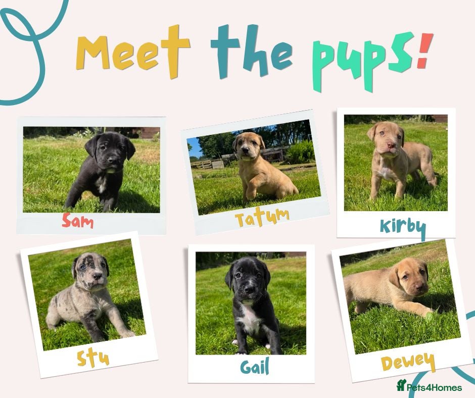 Mixed Breed dogs Daniff Puppies - Advert 6