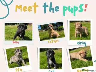 Mixed Breed dogs Daniff Puppies - Advert 6
