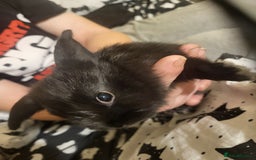 Mini Lion Lop rabbits for sale: 4 black baby mini lionlops  - Image 7