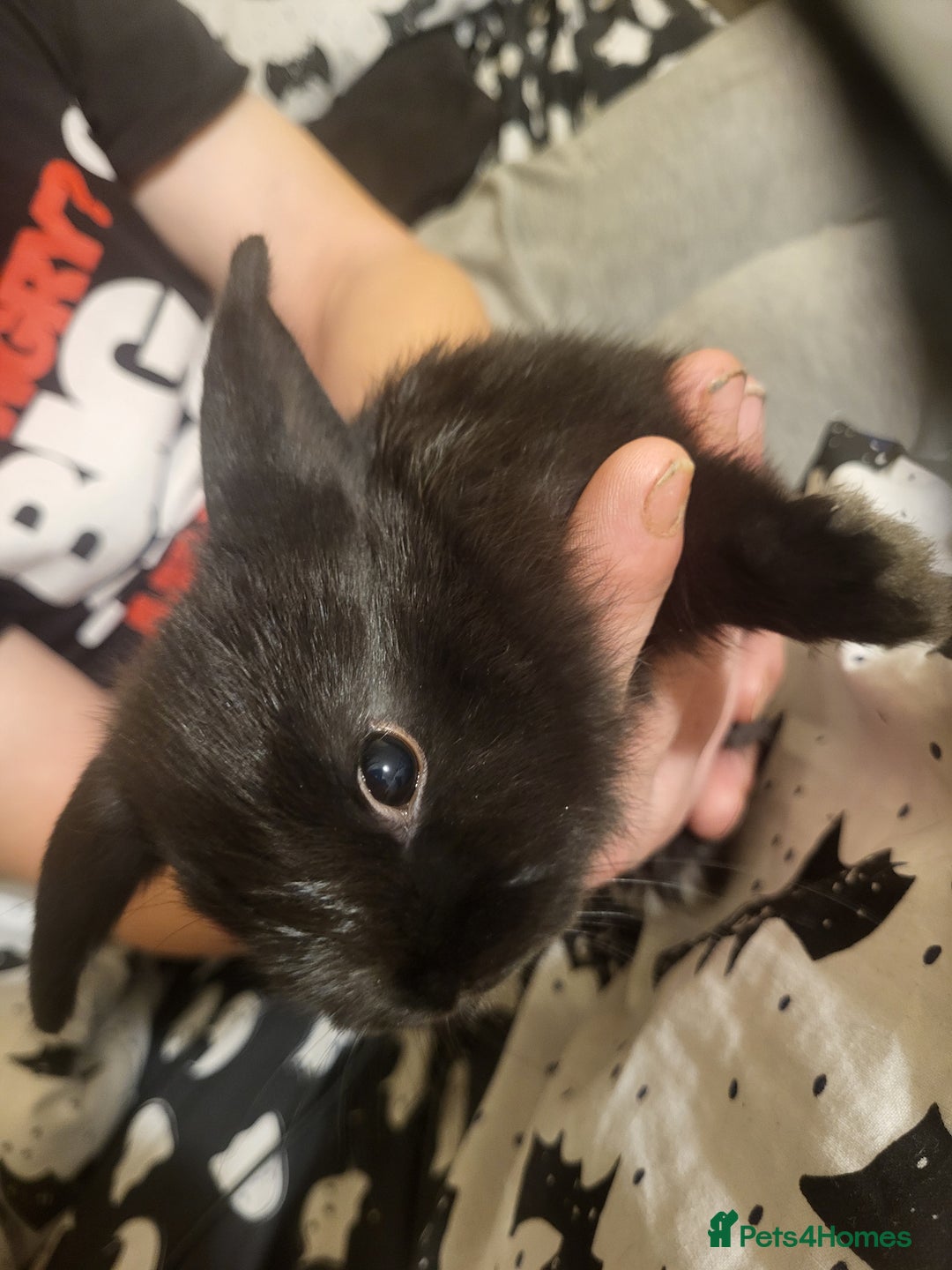 Mini Lion Lop rabbits for sale: 4 black baby mini lionlops  - Image 7