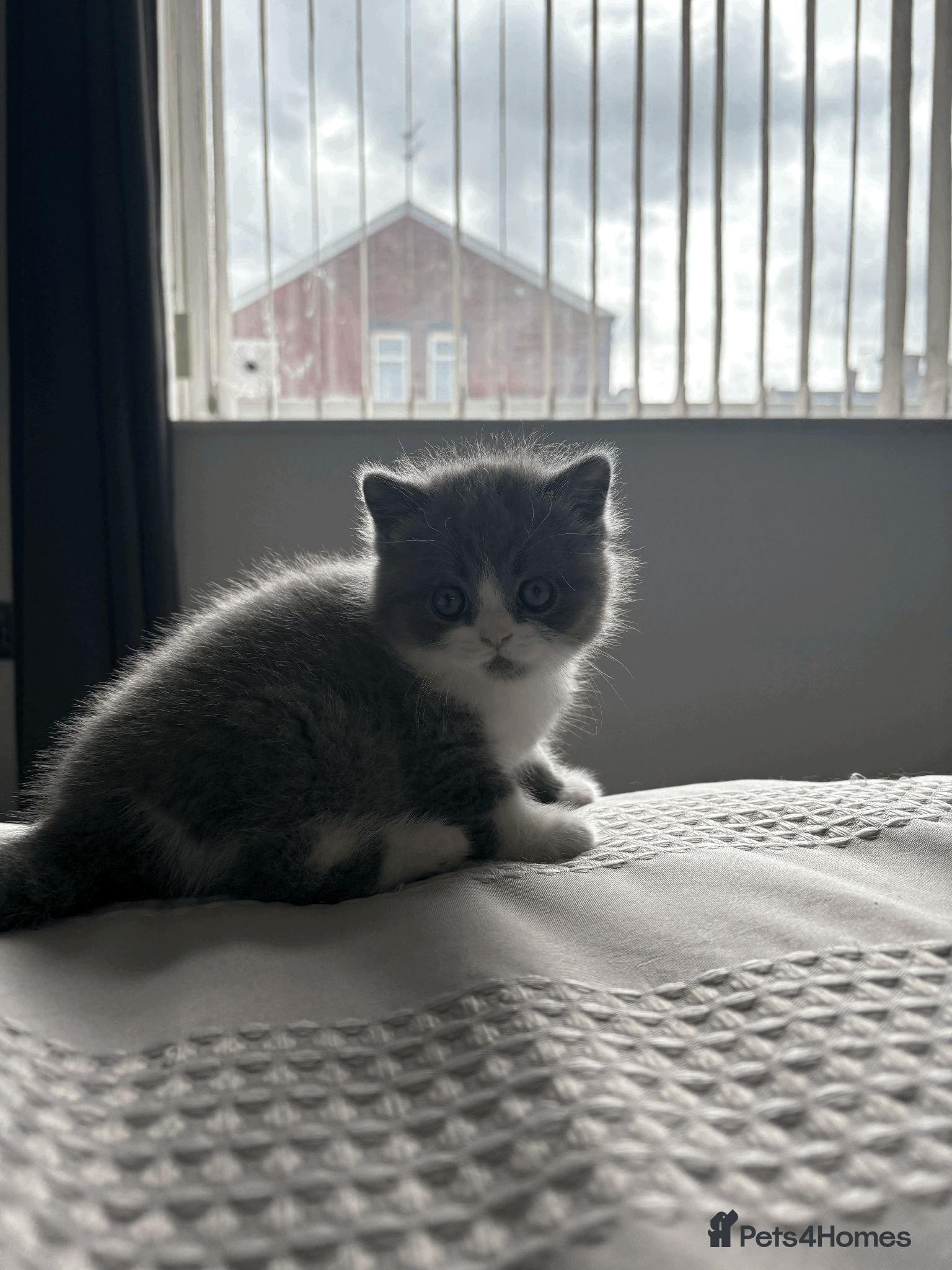 British Shorthair cats for sale: ❤️Beautiful British Shorthair❤️ - Advert 4