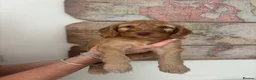 Cockapoo dogs for sale: F1B cockapoo Boy Ready for his forever home  - Advert 3