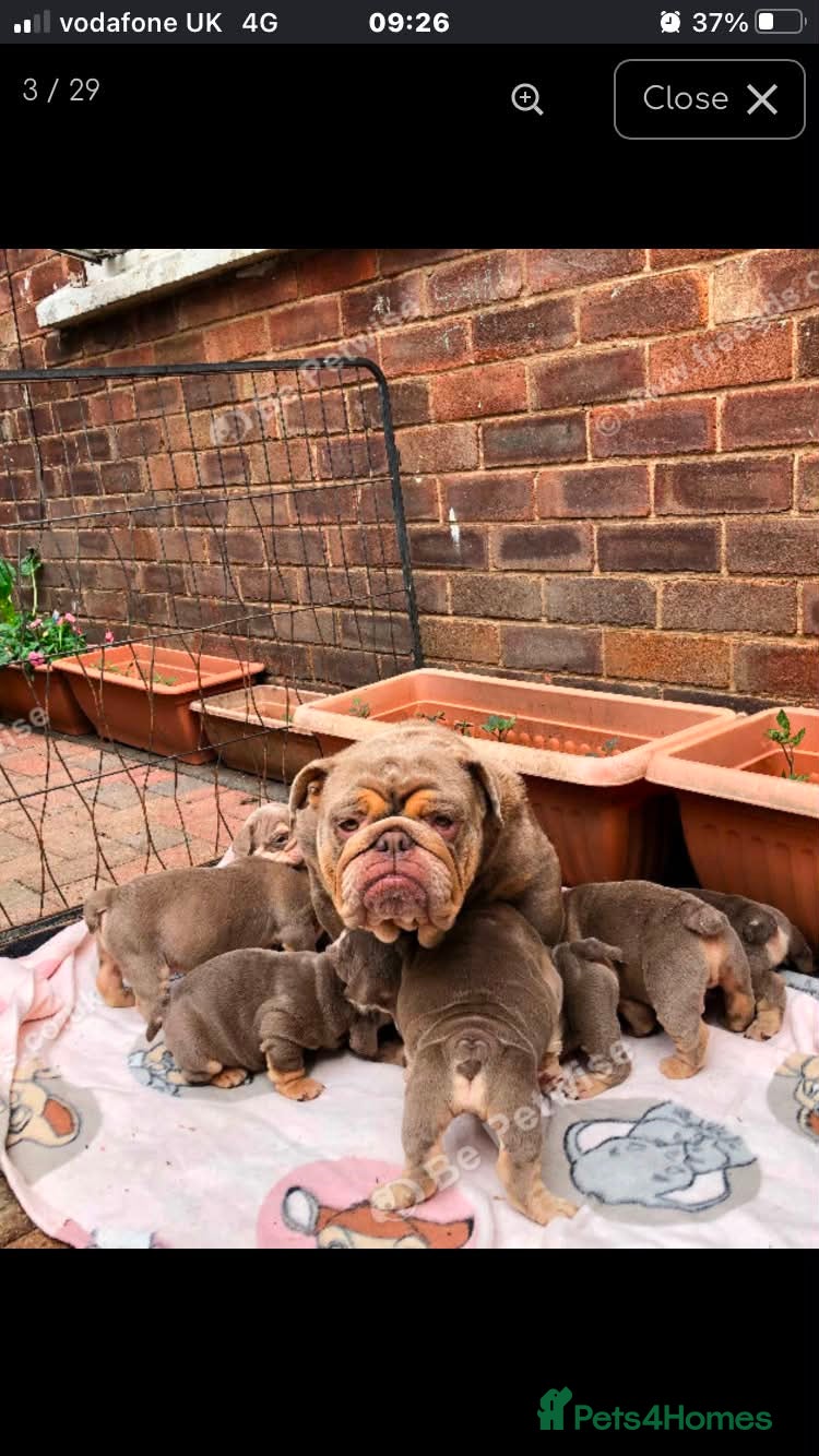 English Bulldog dogs for sale: English bulldog puppies in Doncaster - Advert 2