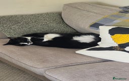 Domestic Shorthair cats for sale: Callie & Clive - Image 4