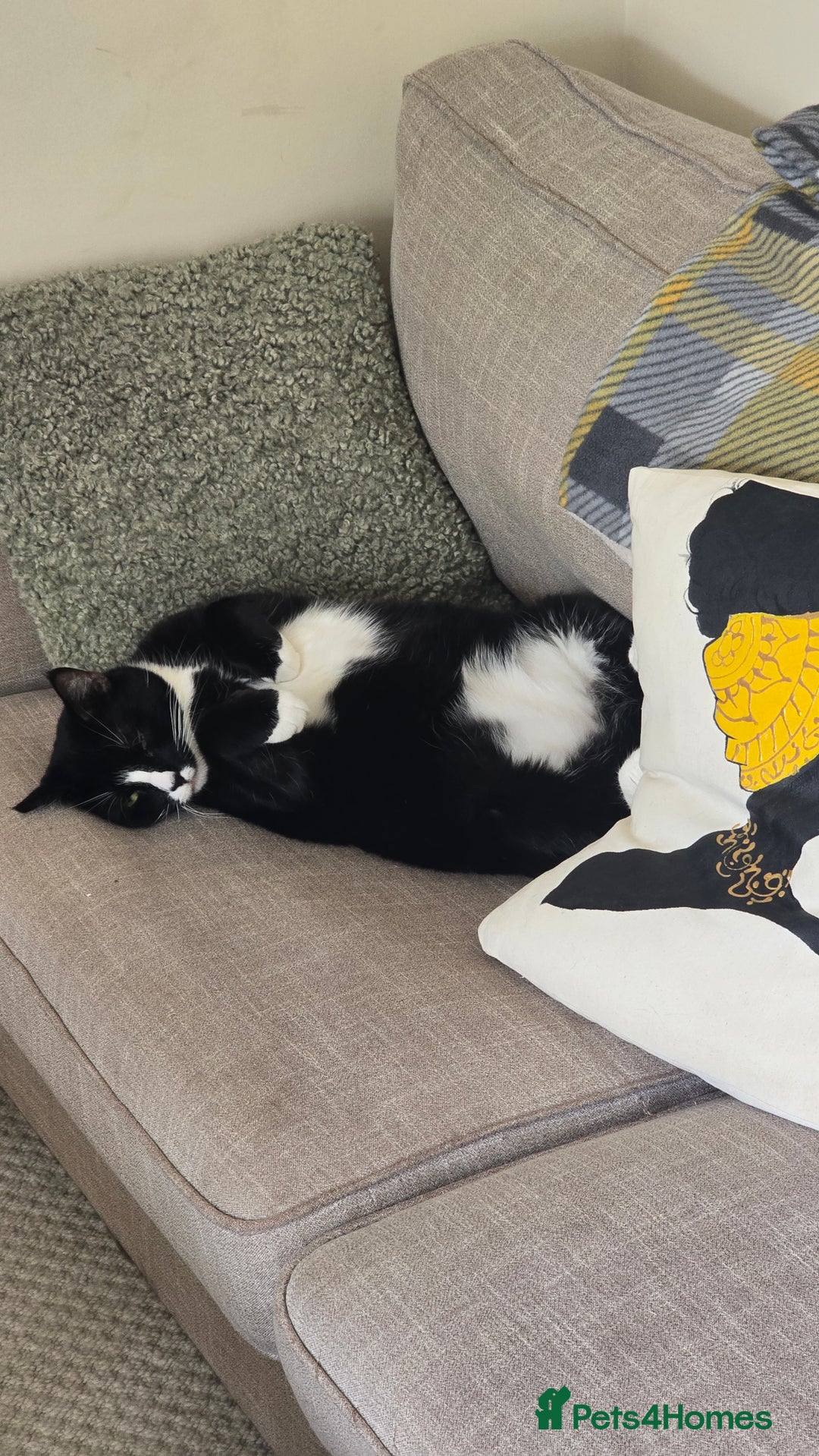 Domestic Shorthair cats for sale: Callie & Clive - Image 4