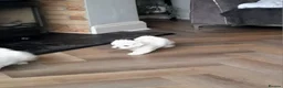 Maltese dogs for sale: 5 Outstanding pedigree Maltese puppies - Advert 6