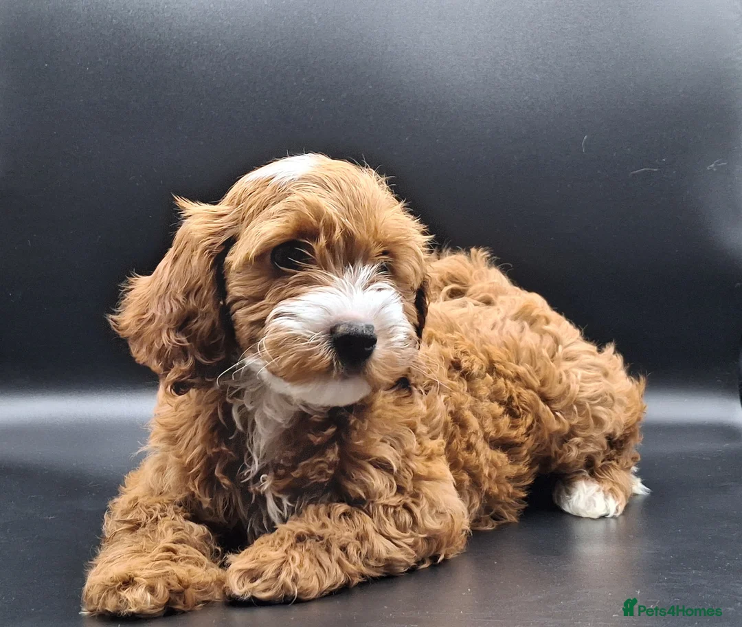 Cavapoo dogs for sale: Stunning Micro Asian Poodle x Cavapoo F1B puppies - Advert 2
