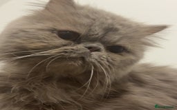 Persian cats for sale: Beautiful Persian Kittens - Image 6