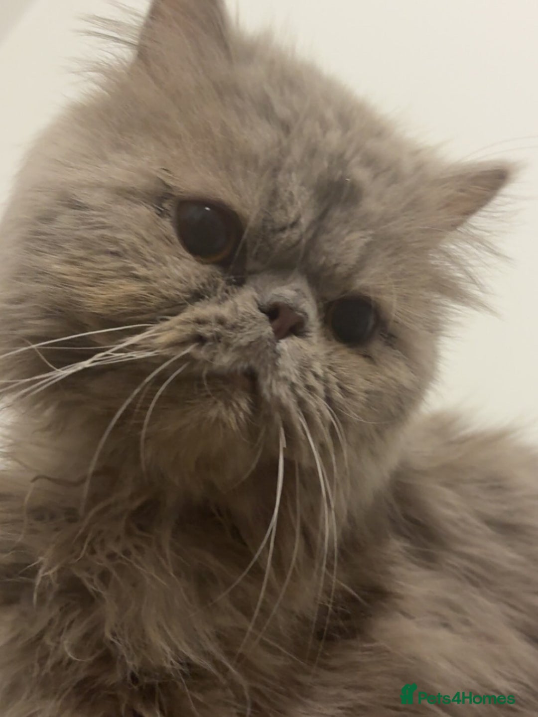 Persian cats for sale: Beautiful Persian Kittens - Image 6