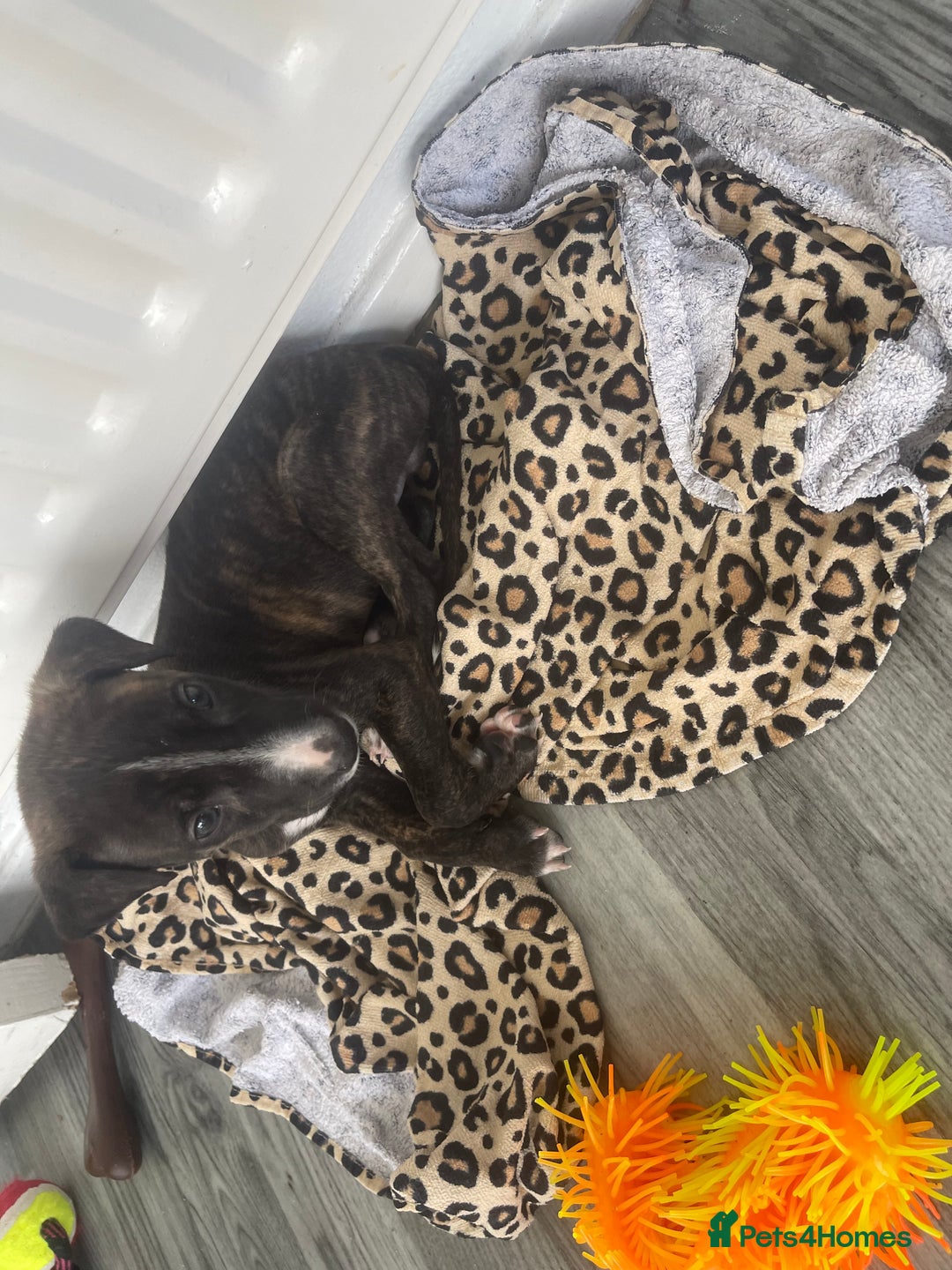 Mixed Breed dogs for sale: Hunter  - Advert 2