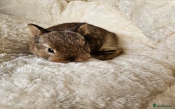 Netherland Dwarf rabbits for sale: Netherland Dwarf bunnies - Image 22