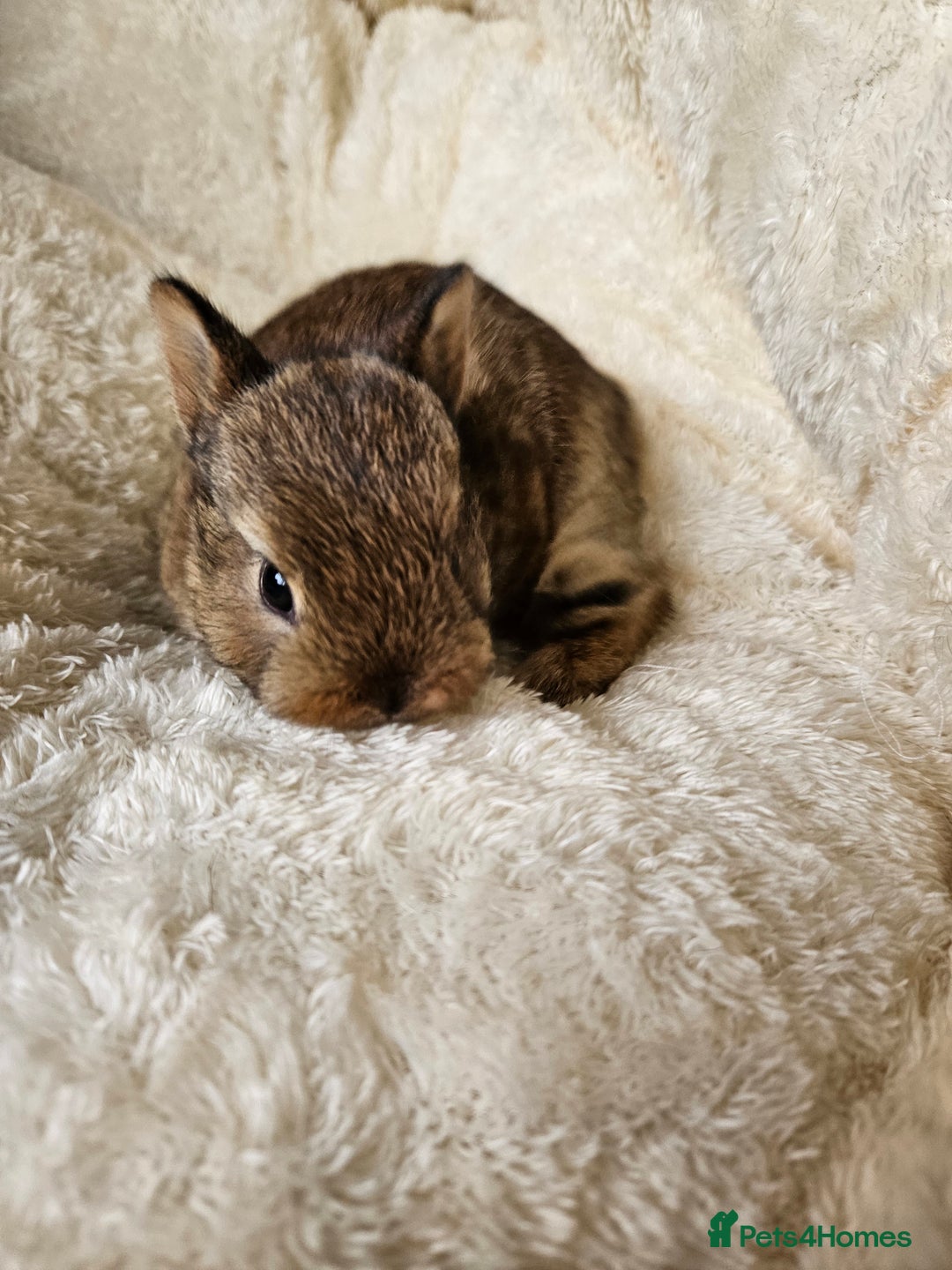 Netherland Dwarf rabbits for sale: Netherland Dwarf bunnies - Image 22