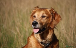 Golden Retriever dogs for sale: Dark Red Kc Registered Golden Retriever Puppies - Image 37