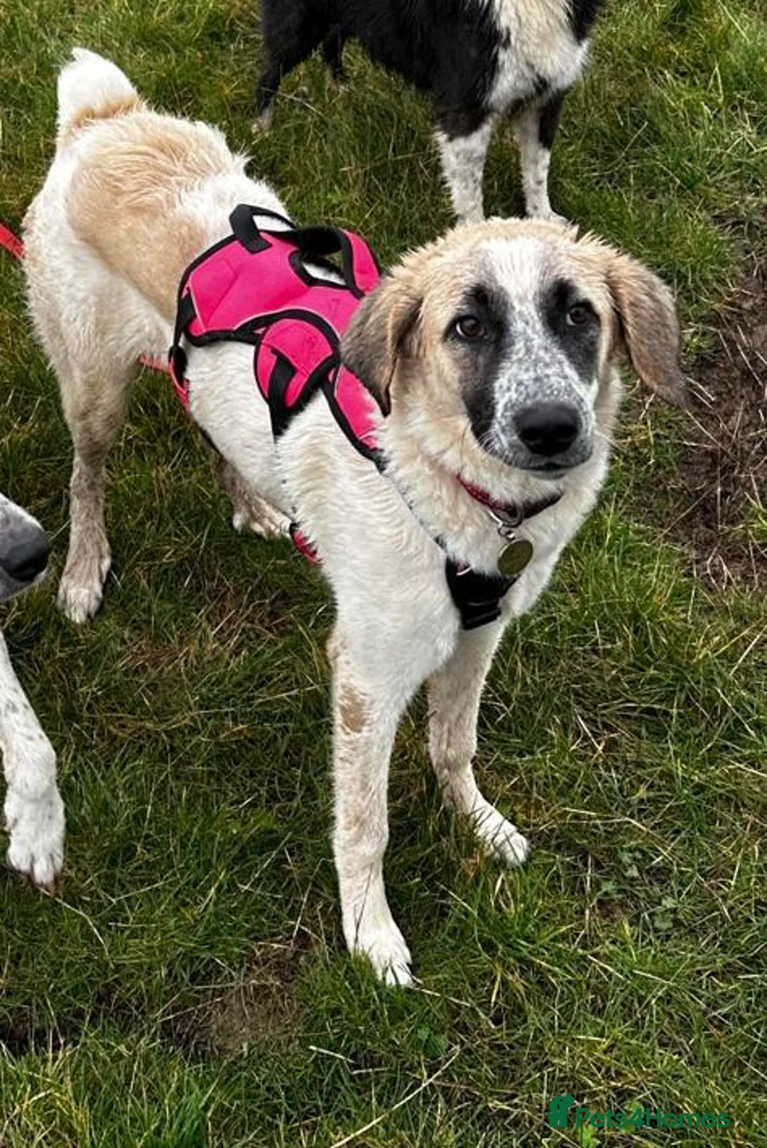 Mixed Breed dogs for adoption: Amara: Beautiful Soul Seeking a Family to Love - Advert 13